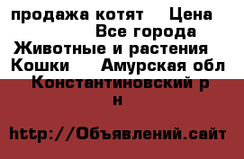 продажа котят  › Цена ­ 15 000 - Все города Животные и растения » Кошки   . Амурская обл.,Константиновский р-н